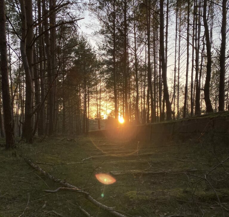 Wald